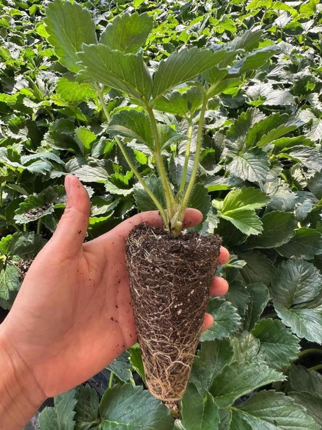 秋天买草莓苗，不对版要等半年才暴露：苗价梯度、发错规律和维权证据链，这篇替你算明白