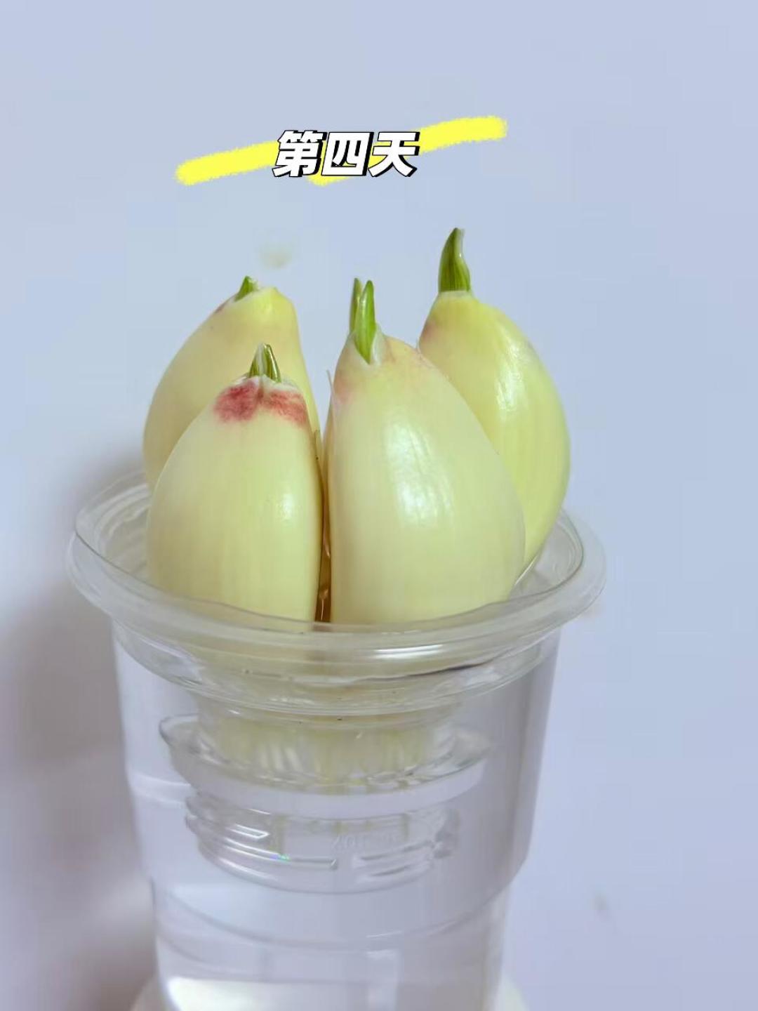 开学科学作业变成“妈妈牌”?先记老师那张四问清单,别急着买套装