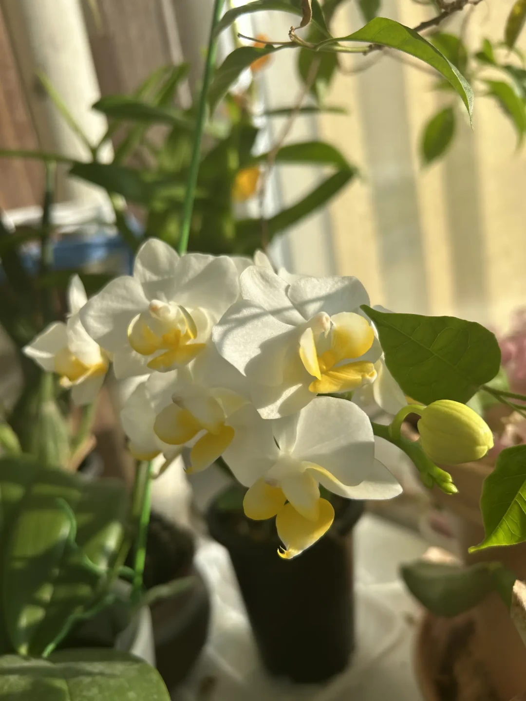 6月买的苗,9月收到“拇指苗”:蝴蝶兰寄养发货这几天集中翻车,收货先做三件事,千万别催花