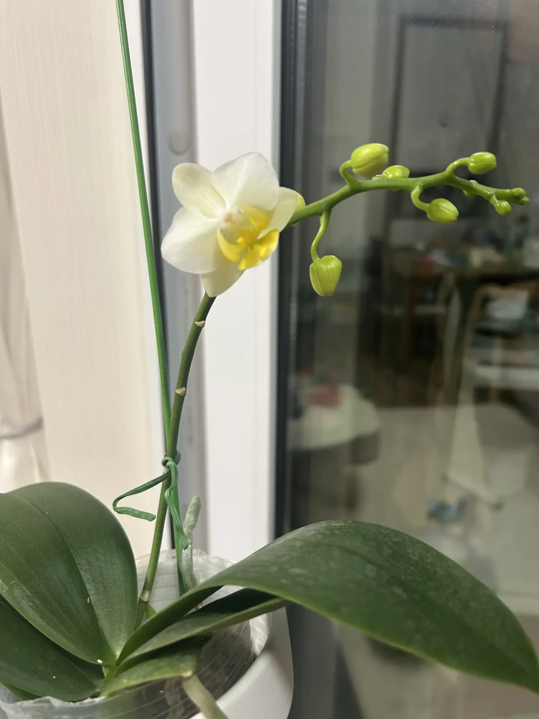 6月买的苗,9月收到“拇指苗”:蝴蝶兰寄养发货这几天集中翻车,收货先做三件事,千万别催花