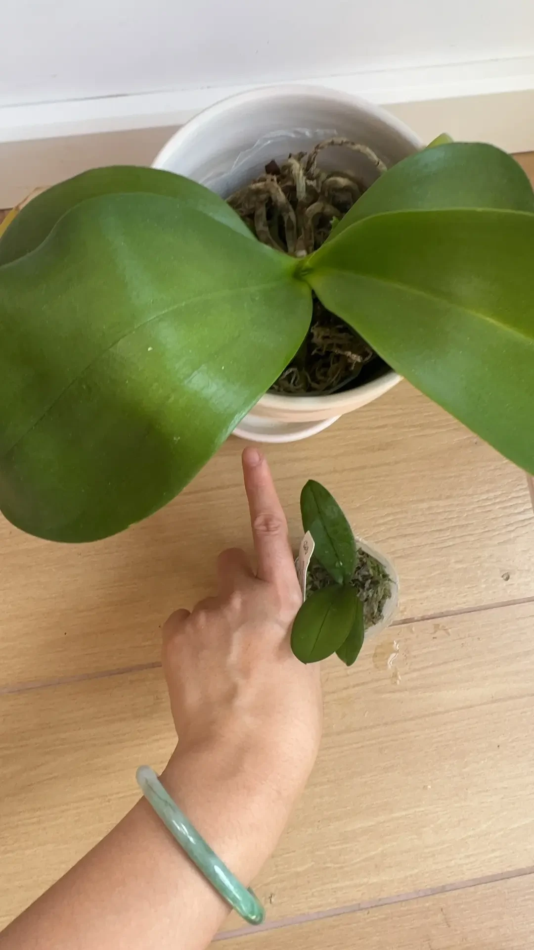 6月买的苗,9月收到“拇指苗”:蝴蝶兰寄养发货这几天集中翻车,收货先做三件事,千万别催花