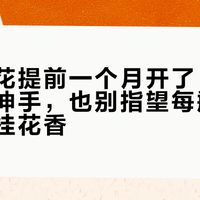 满城桂花提前一个月开了：别对街边树伸手，也别指望每瓶糖桂花都是桂花香