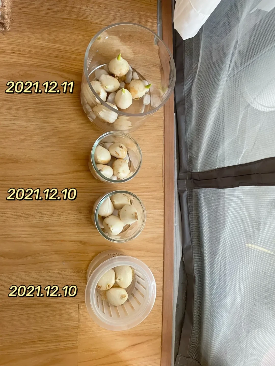 秋播种球开季:预售清单7个品种,6个都在宠物中毒名单上