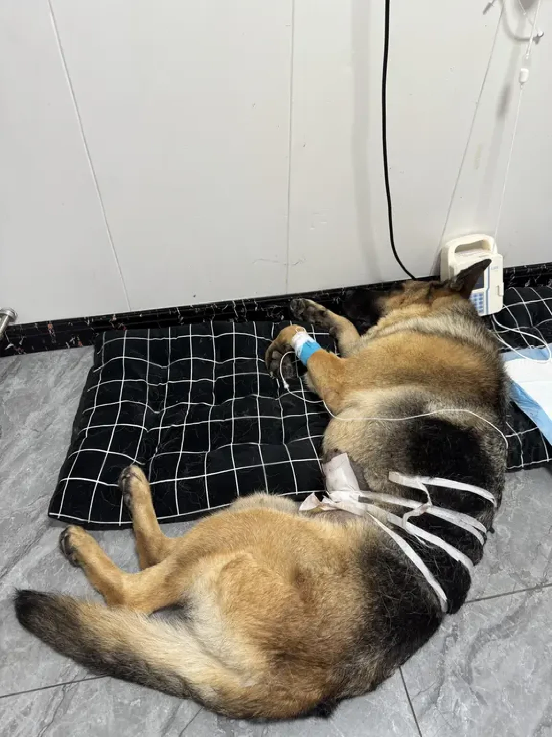 6万换髋、2000报销上限:大型犬家庭最担心的那笔账,宠物医保偏偏不赔
