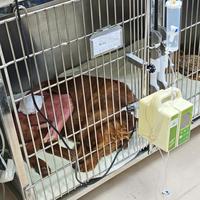 6万换髋、2000报销上限:大型犬家庭最担心的那笔账,宠物医保偏偏不赔
