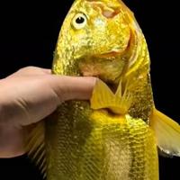 新手海钓钓起2.8斤野生大黄鱼，价值超千元当晚直接做成美食