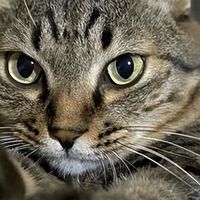 2026口碑猫粮测评：9月高性价比猫粮必囤清单！