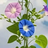 平价控油蓬松洗发水自用|学生党宿舍党必入 油扁塌全头皮友好