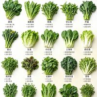 20种常见绿叶菜图鉴，买菜再也不认错
