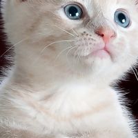 平价国产猫罐头怎么选？4款热门主食猫罐头横向对比，新手别乱买
