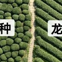 龙井43和群体种，到底差别在哪？