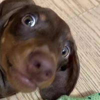 飞奇FETCH狗狗响纸玩具 小型犬幼犬磨牙解闷耐咬发声玩具