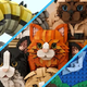 巨蛇、萌猫……乐高Ideas新一轮评审刚开始，就已经佳作迭出！