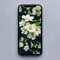 iOS大版本更新前必做这4件事！顺序搞错手机必翻车