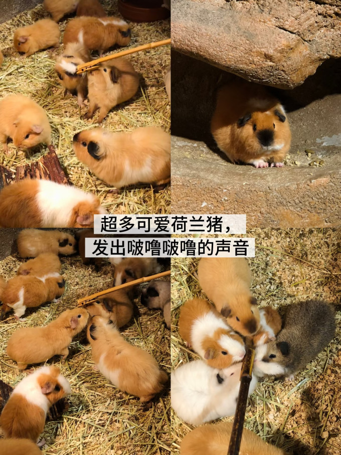 国内度假