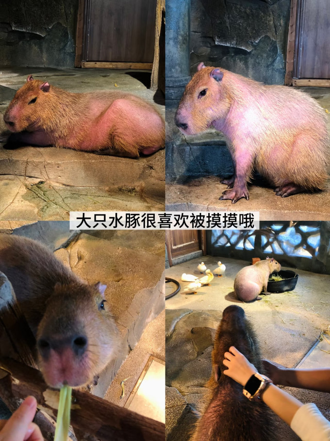 国内度假