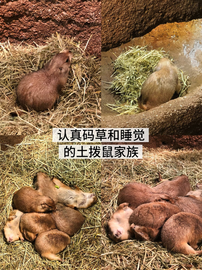 国内度假