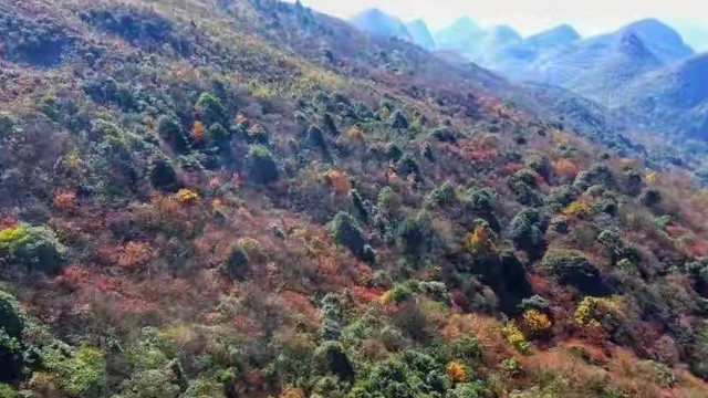 2026胶原蛋白肽应该怎么选？十款产品从配方路线到使用场景解析