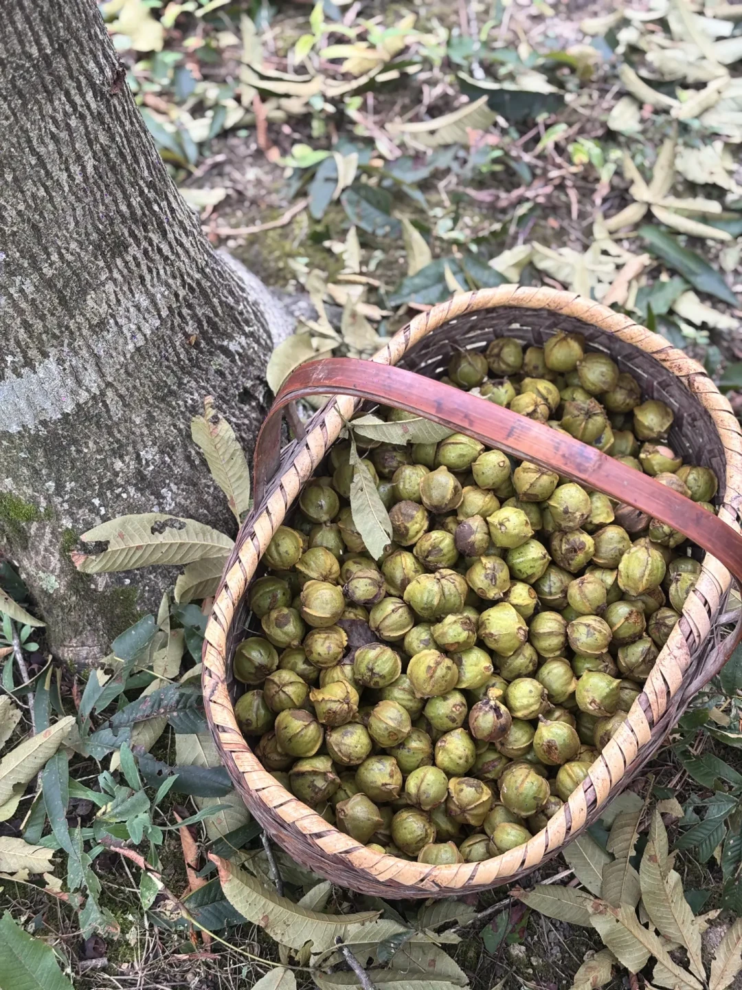 9月7日才开竿,「新货山核桃」已经满网在飞:中秋买之前先看生产日期,再算68元、128元、55.8元这三笔账