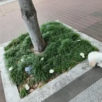 9月的"长寿菌菇汤"带货帖爆了20万赞：我把1000元的过期罐、"喂一周没感觉"的反馈帖和19万赞"搜菌犬"一次对完——狗子的"蘑菇"，一边是钱，一边是命