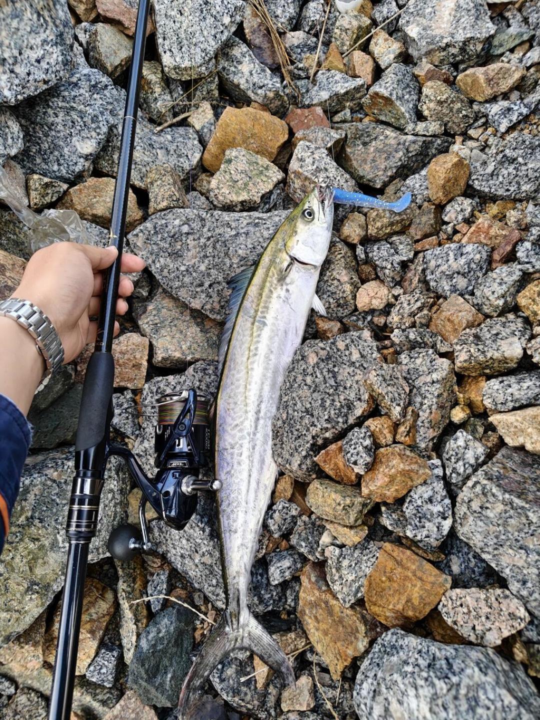 大连说鲅鱼季“转瞬即逝”,葫芦岛还在喊连杆:对完全网20条北方鲅鱼战报,秋汛是条沿海岸线往南走的浪