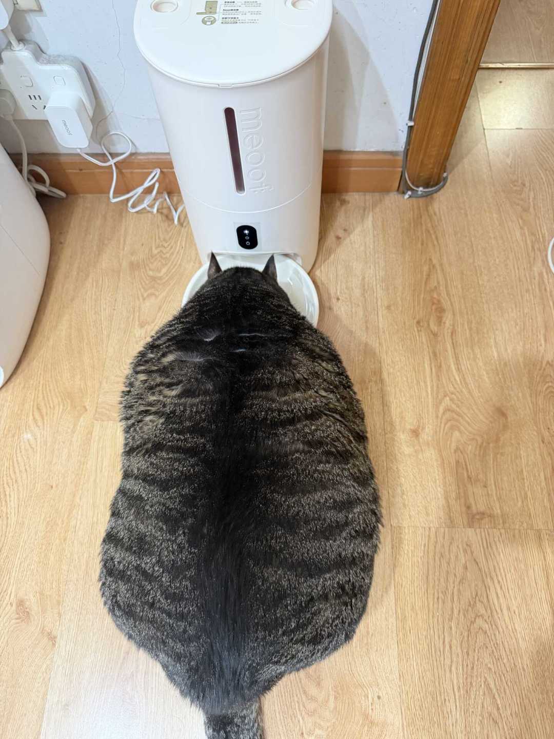 国庆把猫留家八天,先掀开喂食器电池仓:7个月还剩61%、一周就报低电、App电量图标是摆设——四类仓三种电芯,爱乐普只进一种