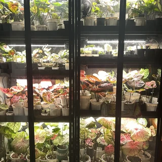 赶在供暖前把柜子装完：9月这波「手搓热植柜」帖越来越急，暖棚500 vs 铝柜3500，我把谁该上柜、走哪条路线、哪几个后悔点理清了