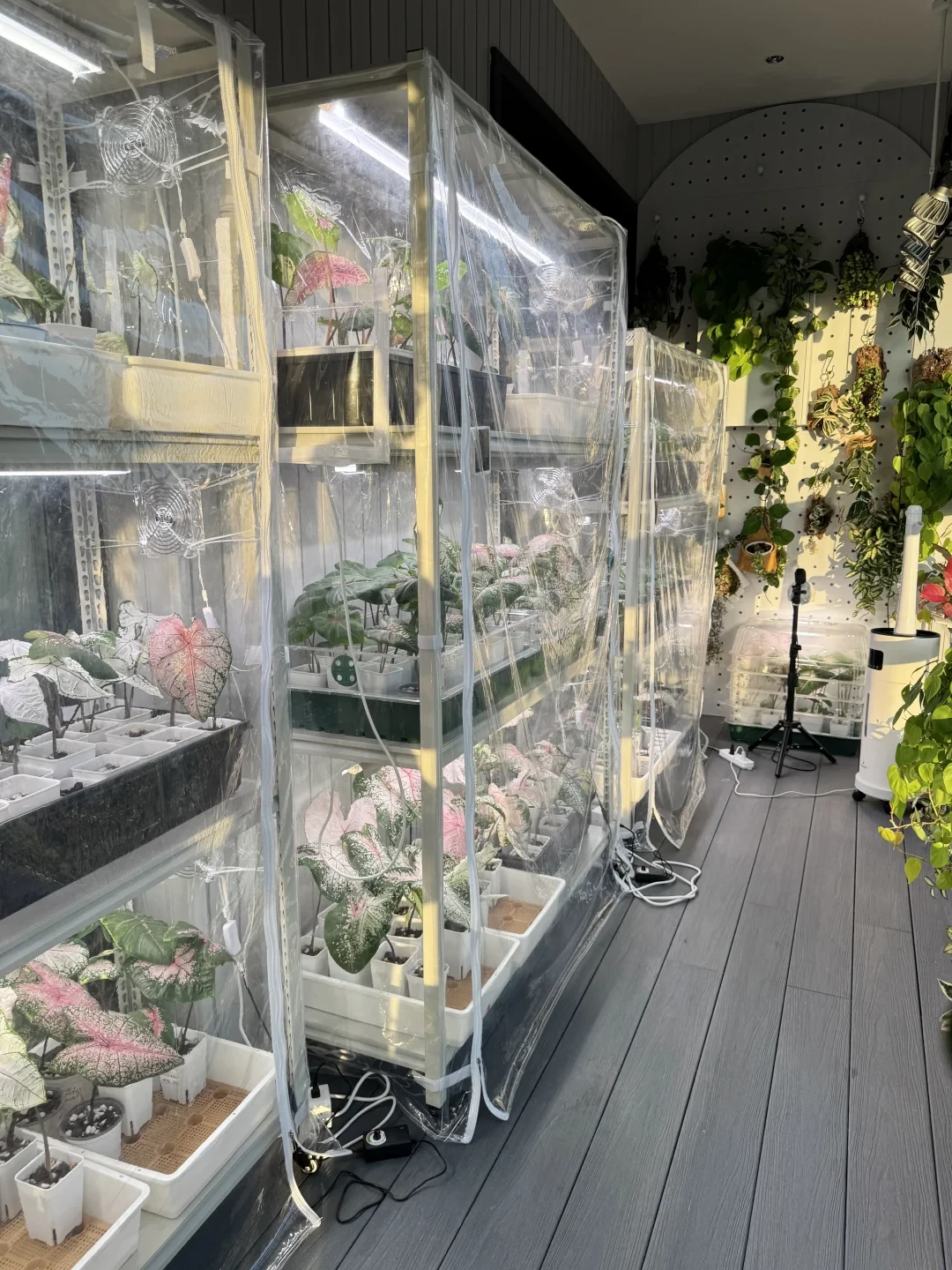 赶在供暖前把柜子装完:9月这波「手搓热植柜」帖越来越急,暖棚500 vs 铝柜3500,我把谁该上柜、走哪条路线、哪几个后悔点理清了
