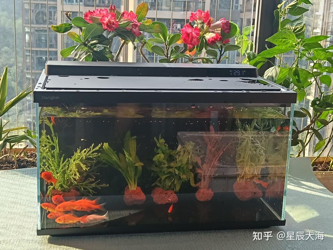 做投影的当贝，已经卖到第二代智能鱼缸了：我把夸它和骂它的帖子翻完，两拨人用的根本不是同一把尺子