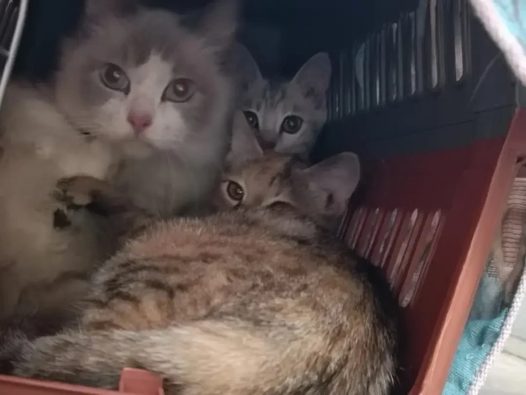 宿舍楼下被丢进一窝奶猫,7所高校的猫协排队声明:我们不兜底