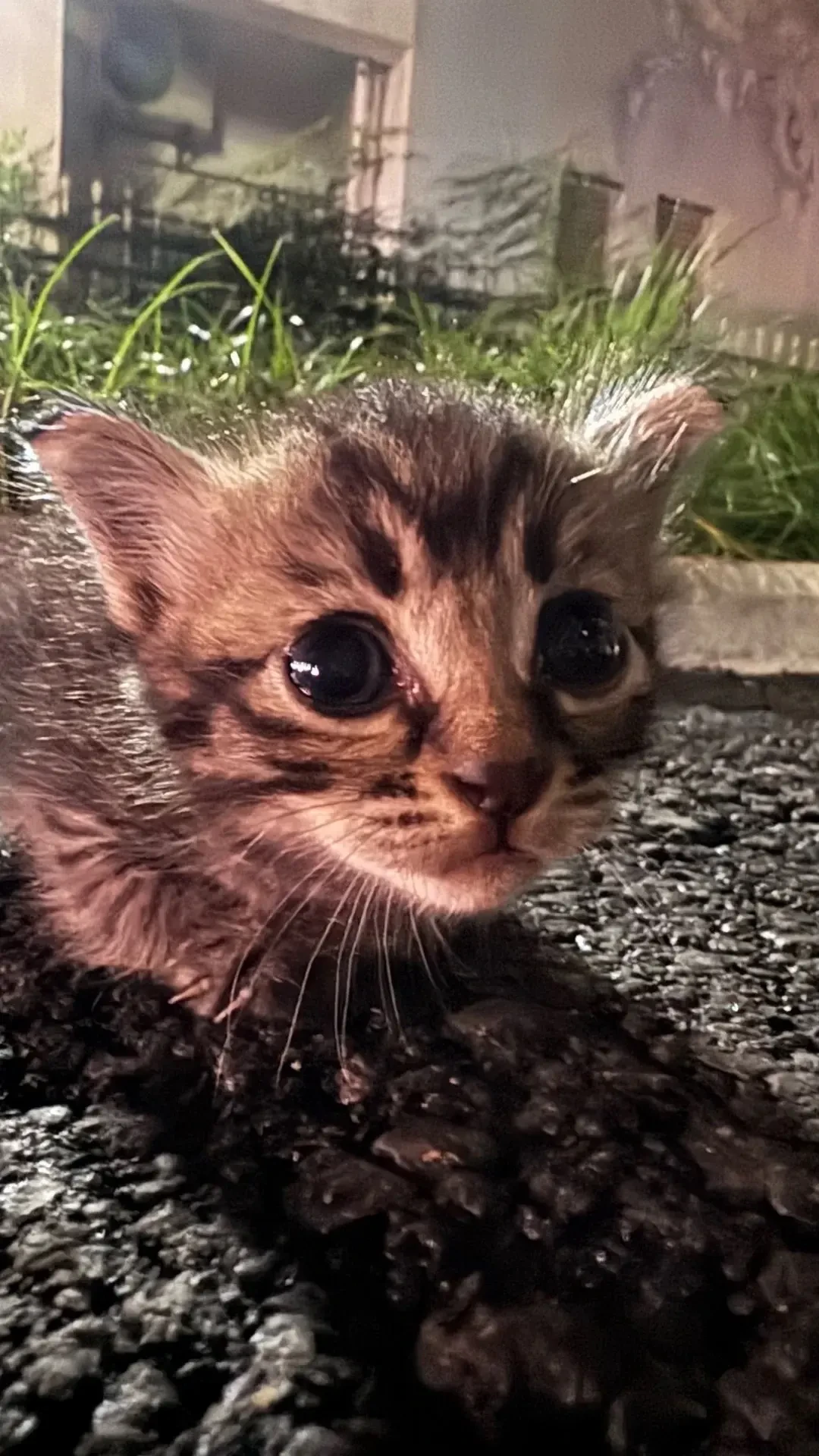 宿舍楼下被丢进一窝奶猫,7所高校的猫协排队声明:我们不兜底