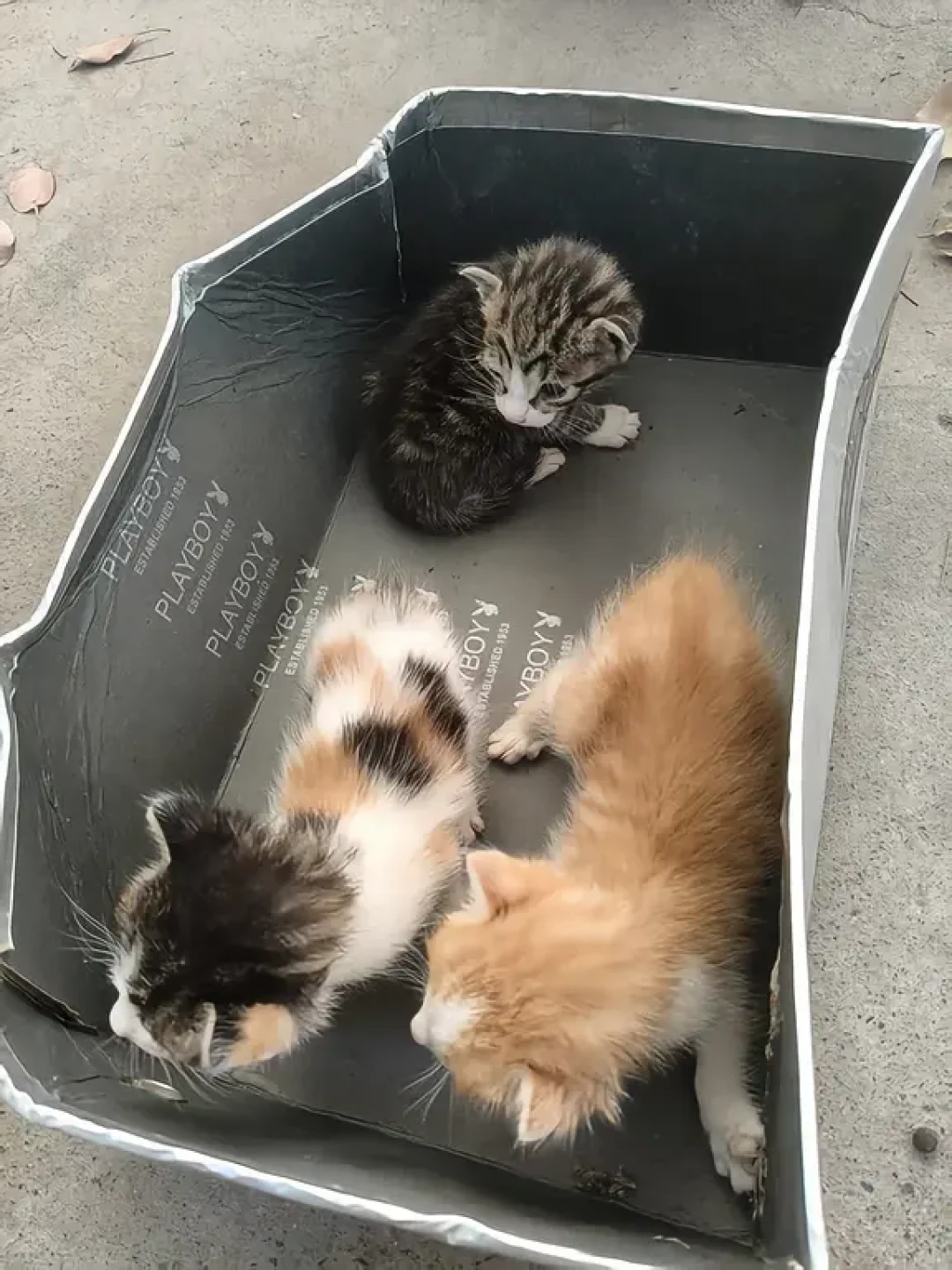 宿舍楼下被丢进一窝奶猫,7所高校的猫协排队声明:我们不兜底