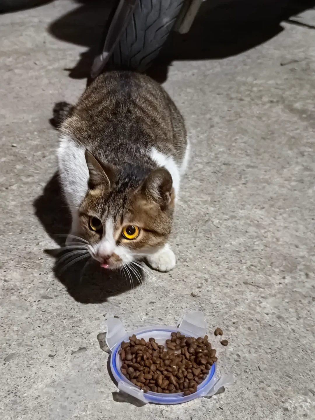 宿舍楼下被丢进一窝奶猫,7所高校的猫协排队声明:我们不兜底