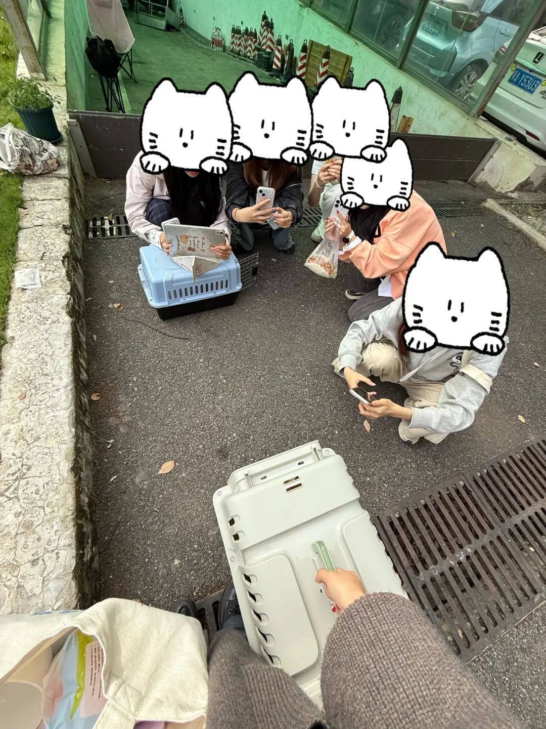 开学两周，全网校园猫的