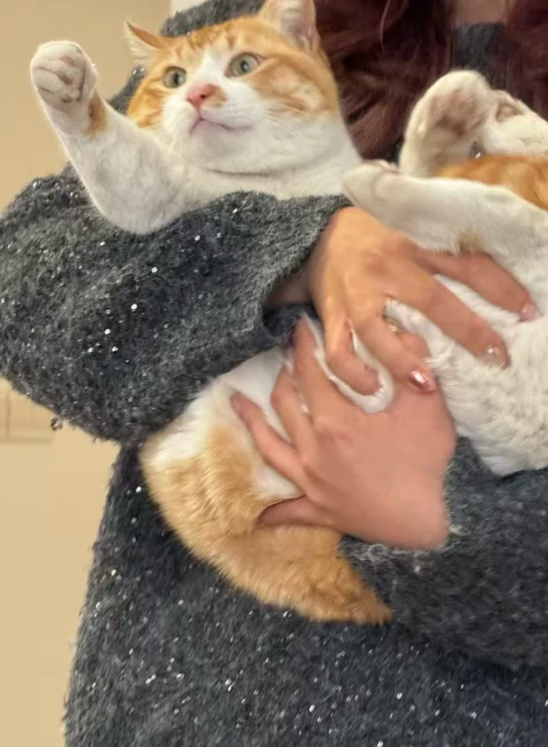 开学两周，全网校园猫的