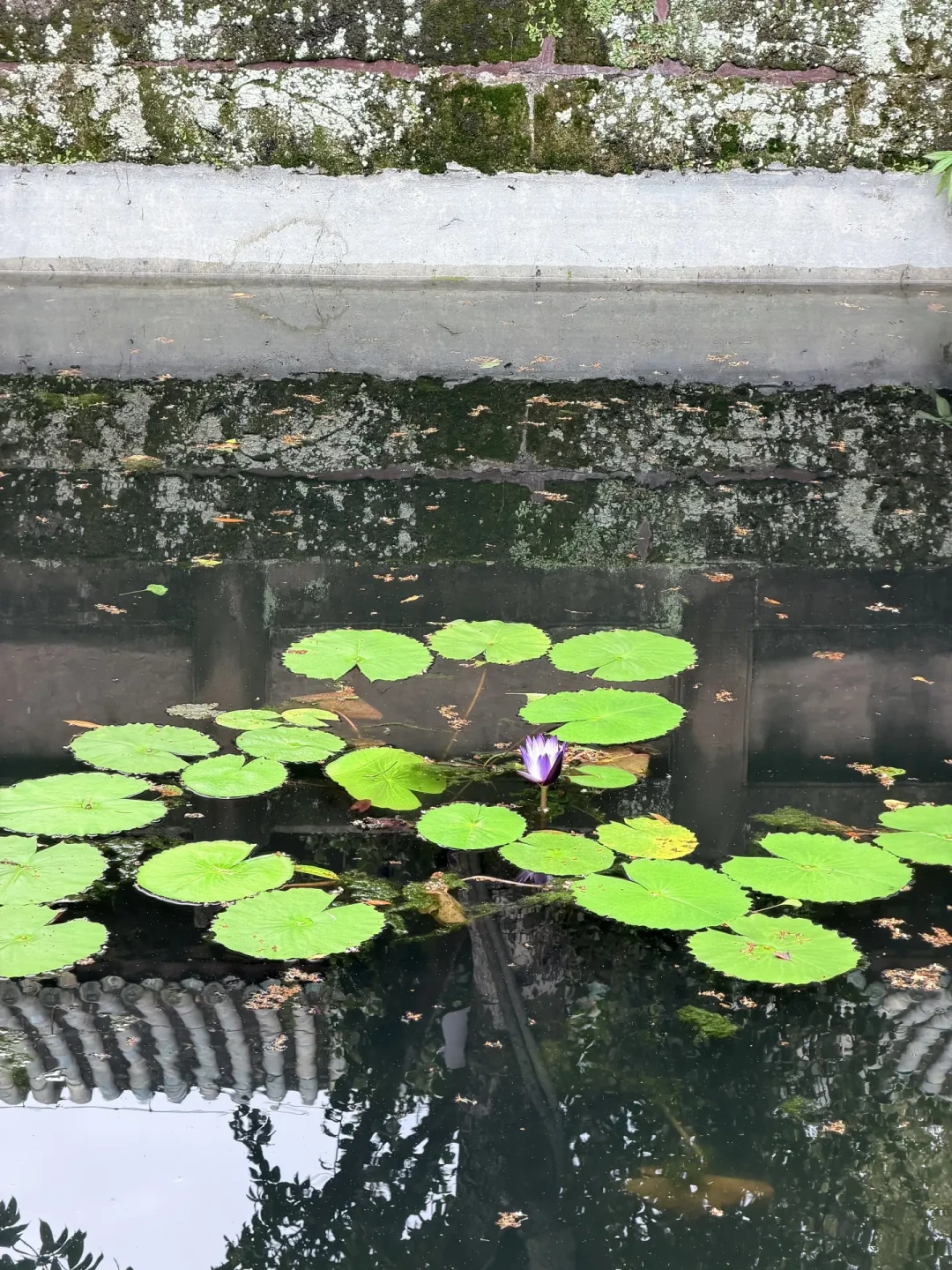 林黛玉