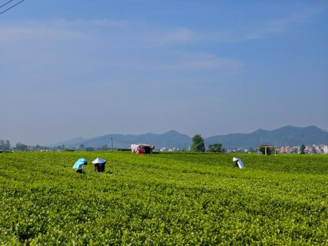 蜜雪的茶底涨四成、售价不动:9月打响的「茉莉茶底大战」,把你那杯奶绿偷偷换掉了