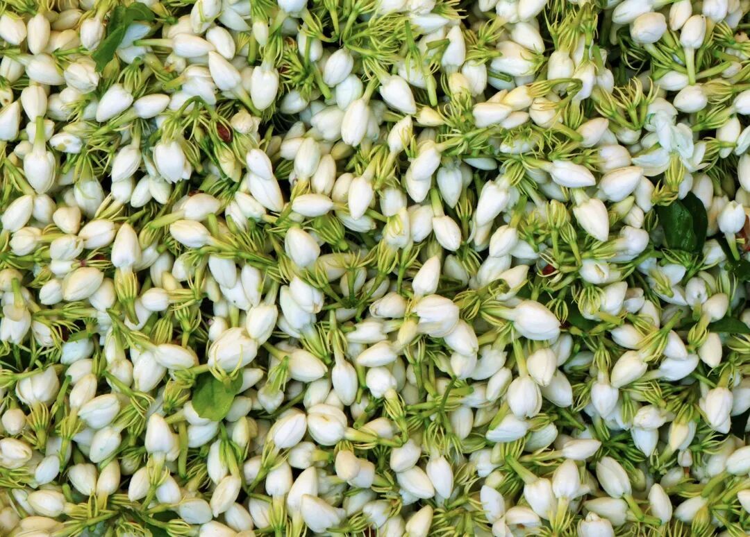 蜜雪的茶底涨四成、售价不动:9月打响的「茉莉茶底大战」,把你那杯奶绿偷偷换掉了