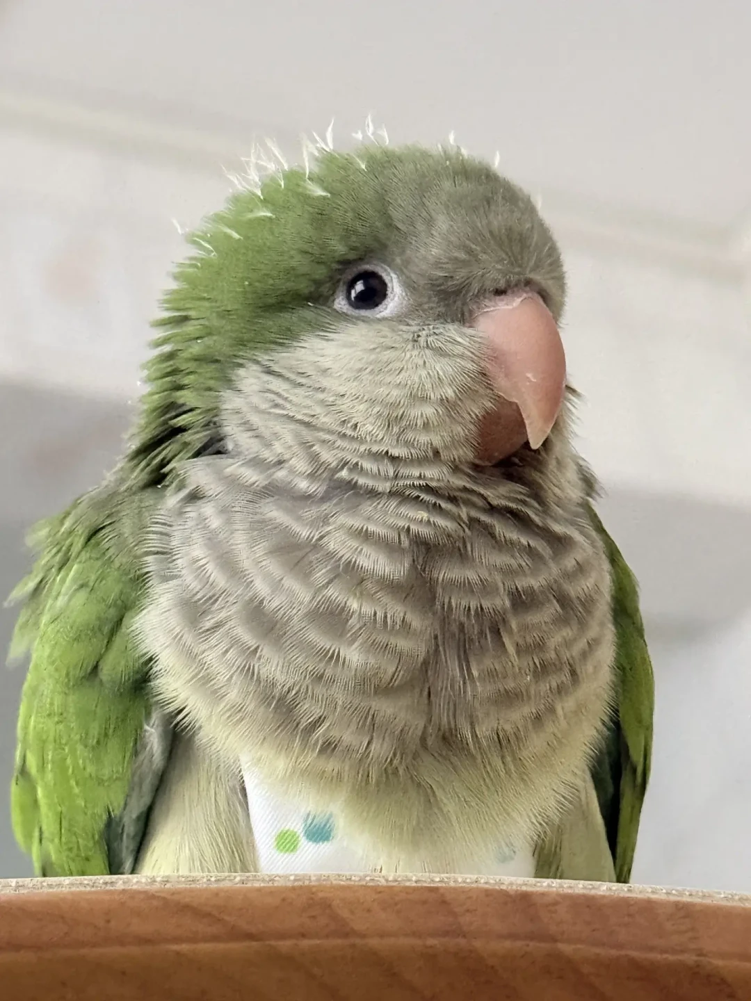 商家说