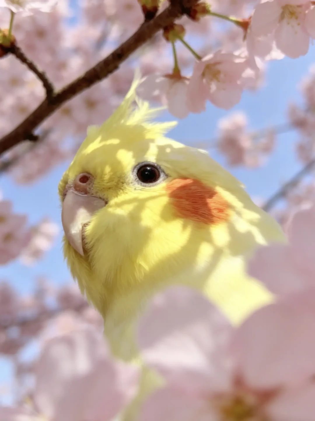 商家说