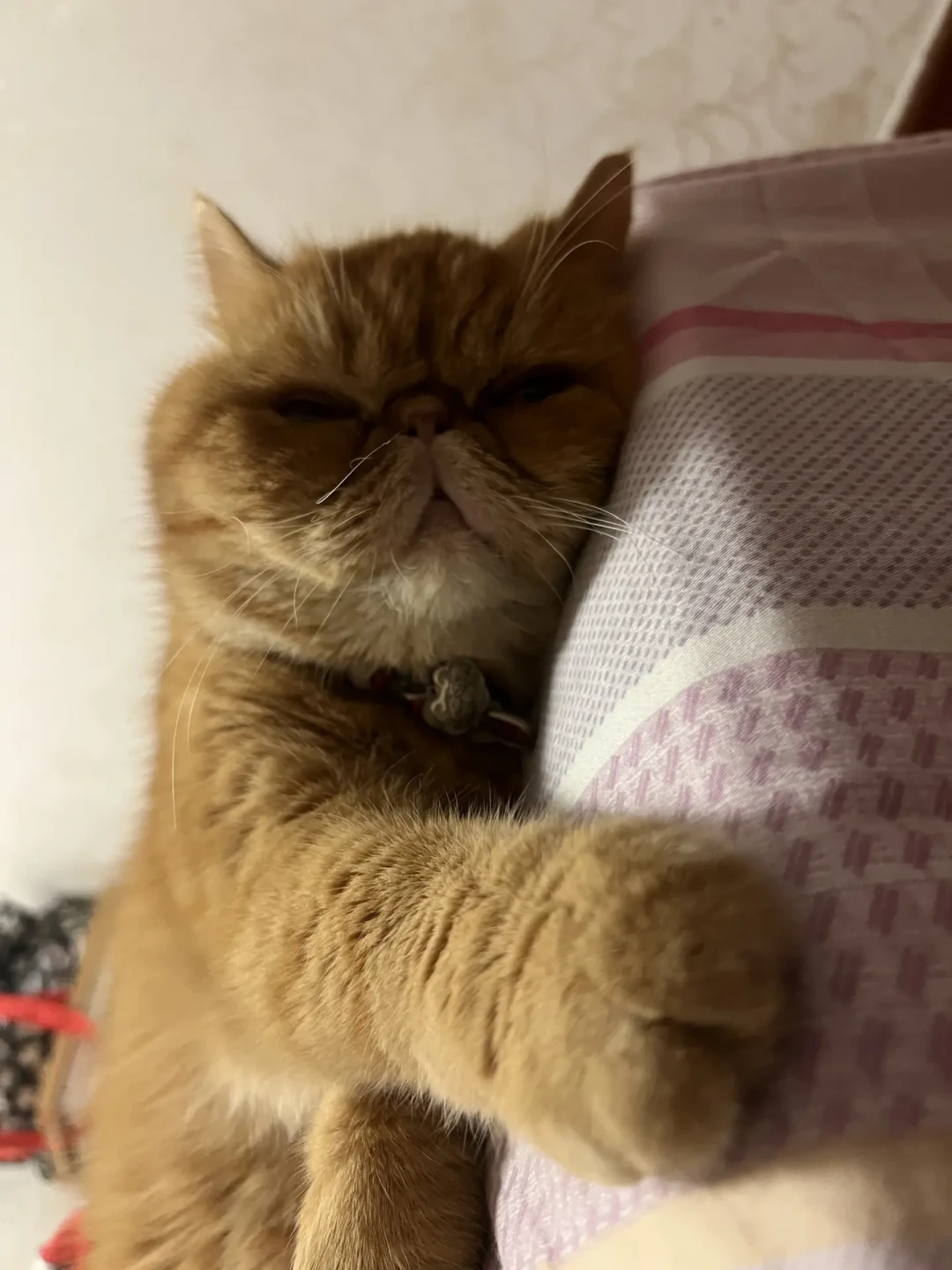 品种卡上总缺的那一页:10种猫的健康条款,查什么、何时查、多少钱,这张表说全