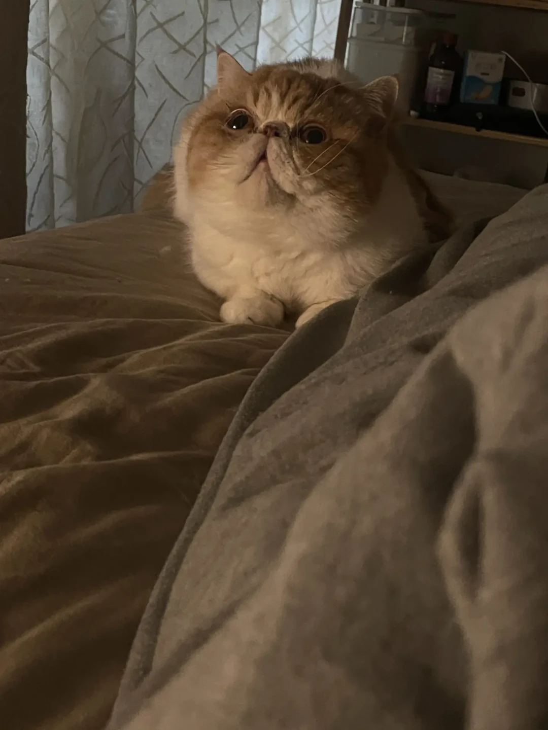 品种卡上总缺的那一页:10种猫的健康条款,查什么、何时查、多少钱,这张表说全