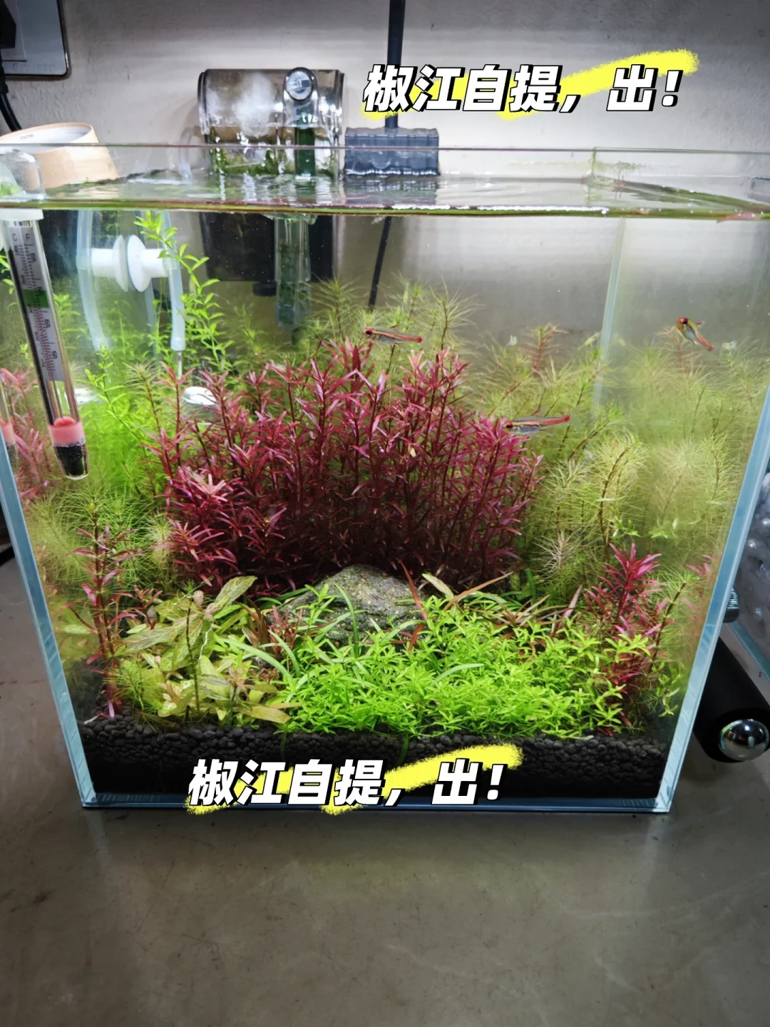 初秋开缸这件事,节气里没写答案,水温计里才有:翻完8-9月的翻车帖和自救帖,给你排一张四缸对号的日程表