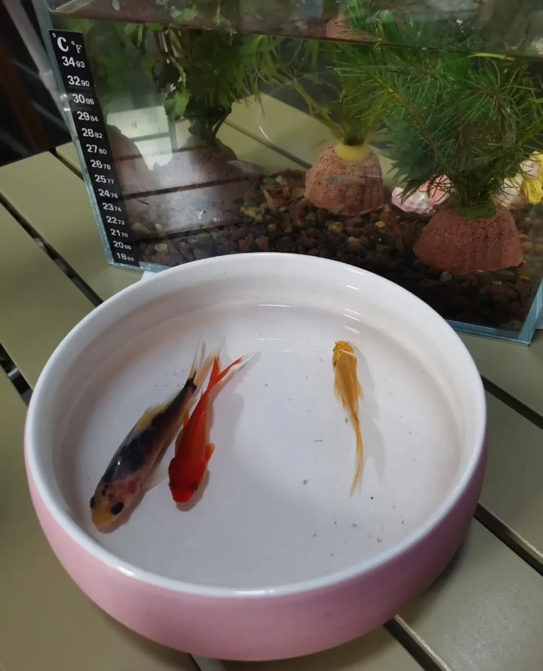 秋天鱼翻肚皮,别急着怪鱼鳔:翻完30多条求助帖后,我把“能不能救”理成了一张分诊表