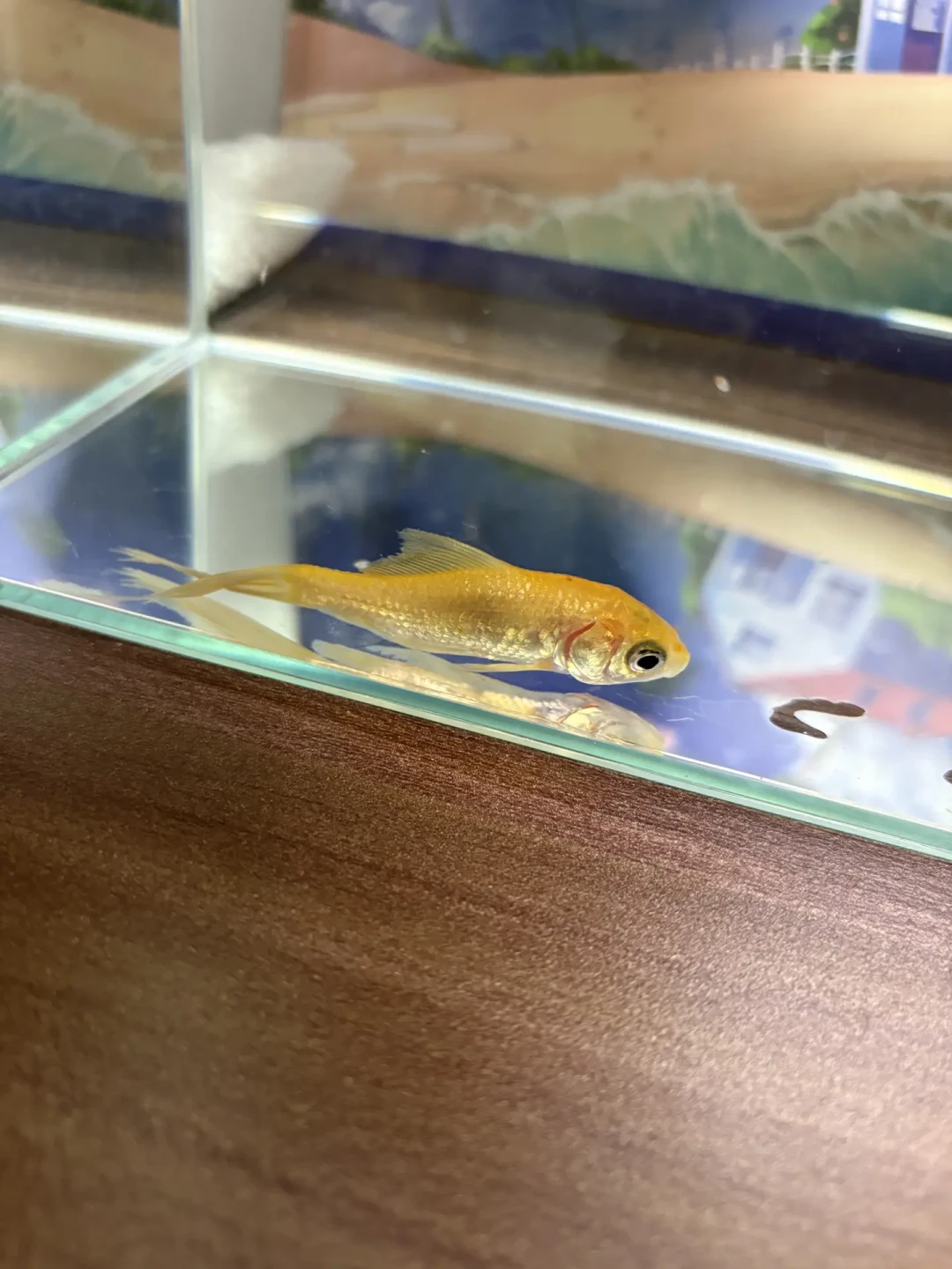 秋天鱼翻肚皮,别急着怪鱼鳔:翻完30多条求助帖后,我把“能不能救”理成了一张分诊表
