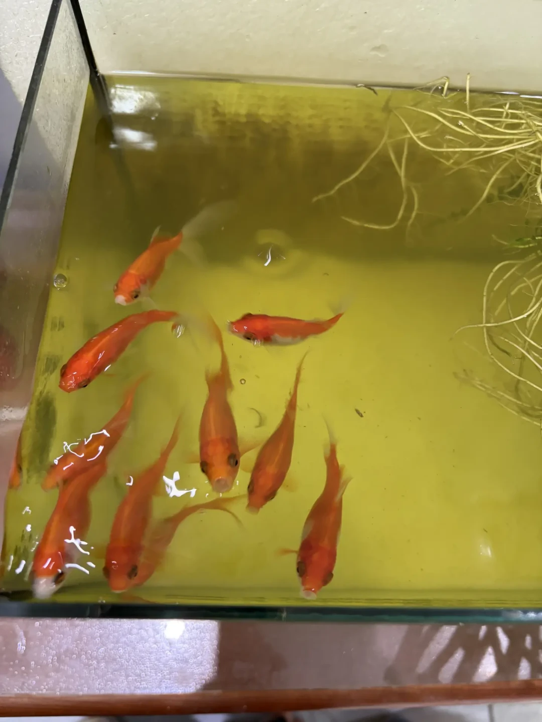 秋天鱼翻肚皮,别急着怪鱼鳔:翻完30多条求助帖后,我把“能不能救”理成了一张分诊表