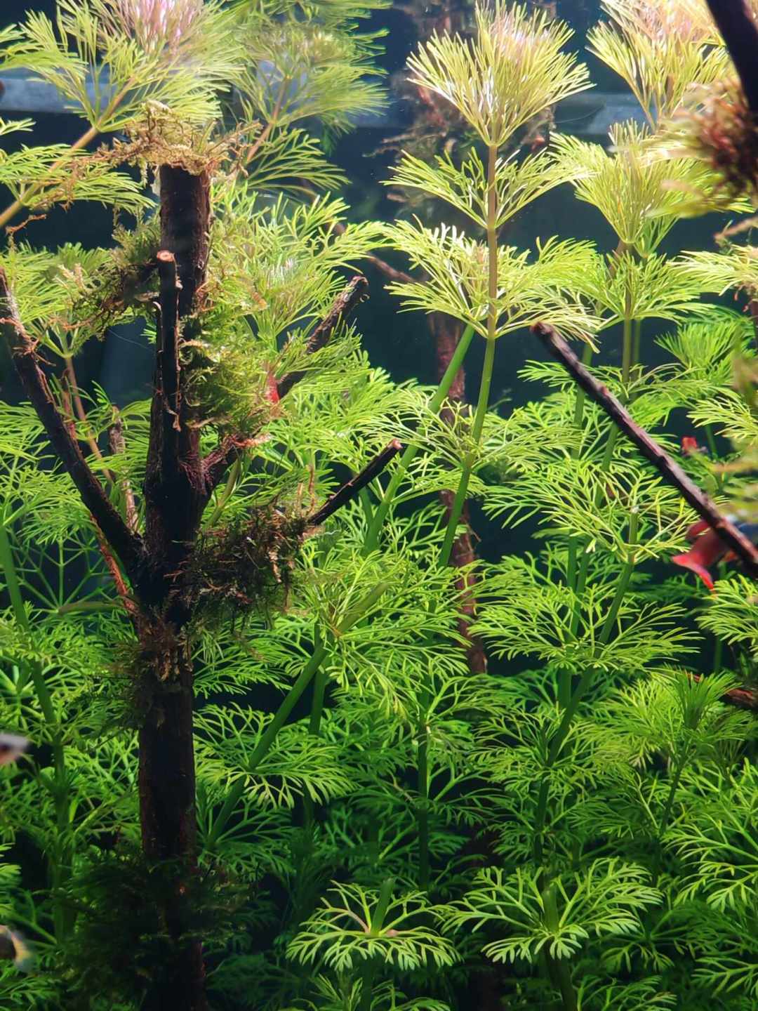 离秋天开缸最好的窗口就差一步:CO2到底打不打?101条评论的求助帖,我把四套加碳路线的账算完了