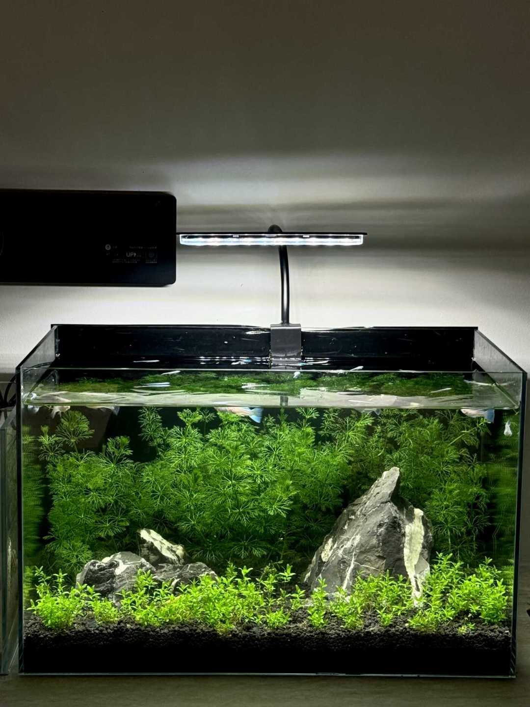 离秋天开缸最好的窗口就差一步:CO2到底打不打?101条评论的求助帖,我把四套加碳路线的账算完了