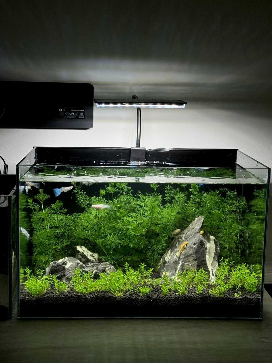离秋天开缸最好的窗口就差一步:CO2到底打不打?101条评论的求助帖,我把四套加碳路线的账算完了