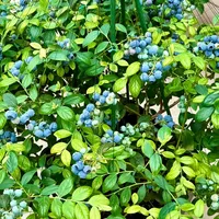 9月买苗的才是自己种蓝莓的：秋植窗口、区域匹配和三本账，先把功课做完再下单